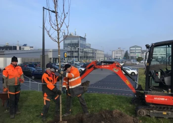 Sadzenie i przesadzanie drzew
