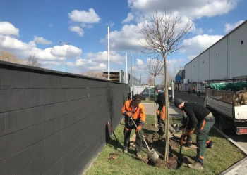 Sadzenie i przesadzanie drzew