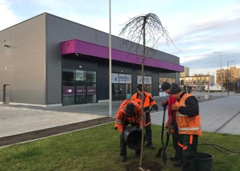 Sadzenie i przesadzanie drzew