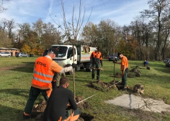 Sadzenie i przesadzanie drzew