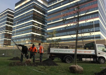 Sadzenie i przesadzanie drzew