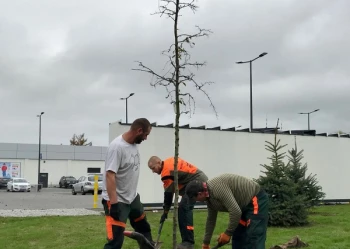 Sadzenie i przesadzanie drzew