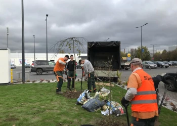 Sadzenie i przesadzanie drzew