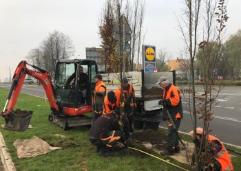 Sadzenie i przesadzanie drzew