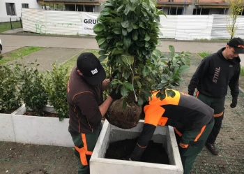 Sadzenie i przesadzanie drzew