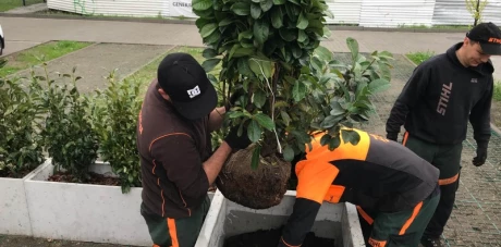 Sadzenie i przesadzanie drzew