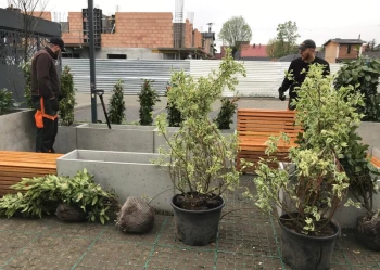 Sadzenie i przesadzanie drzew