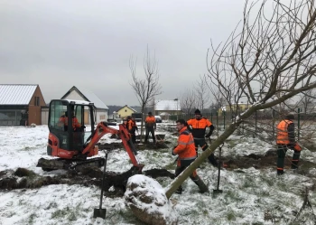 Sadzenie i przesadzanie drzew