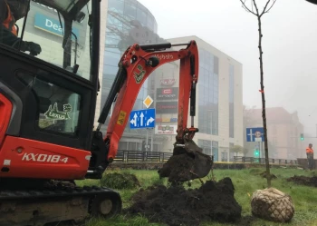 Sadzenie i przesadzanie drzew