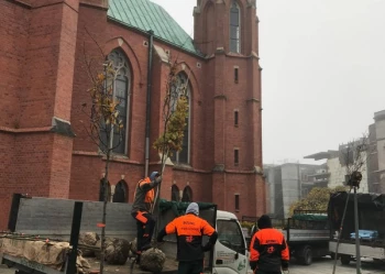 Sadzenie i przesadzanie drzew